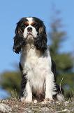 CAVALIER KING CHARLES 315